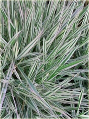 Kłosówka wełnista Holcus lannatus variegata